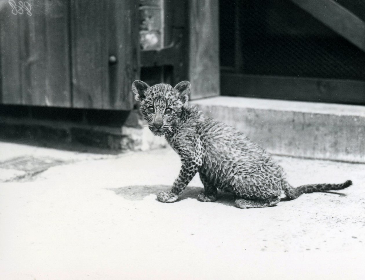 Mládě levharta v londýnské zoo, červen 1915 od Frederick William Bond