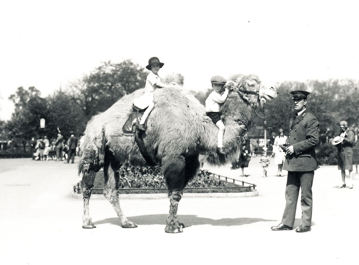Jízda na velbloudu v ZSL London Zoo, září 1928 od Frederick William Bond