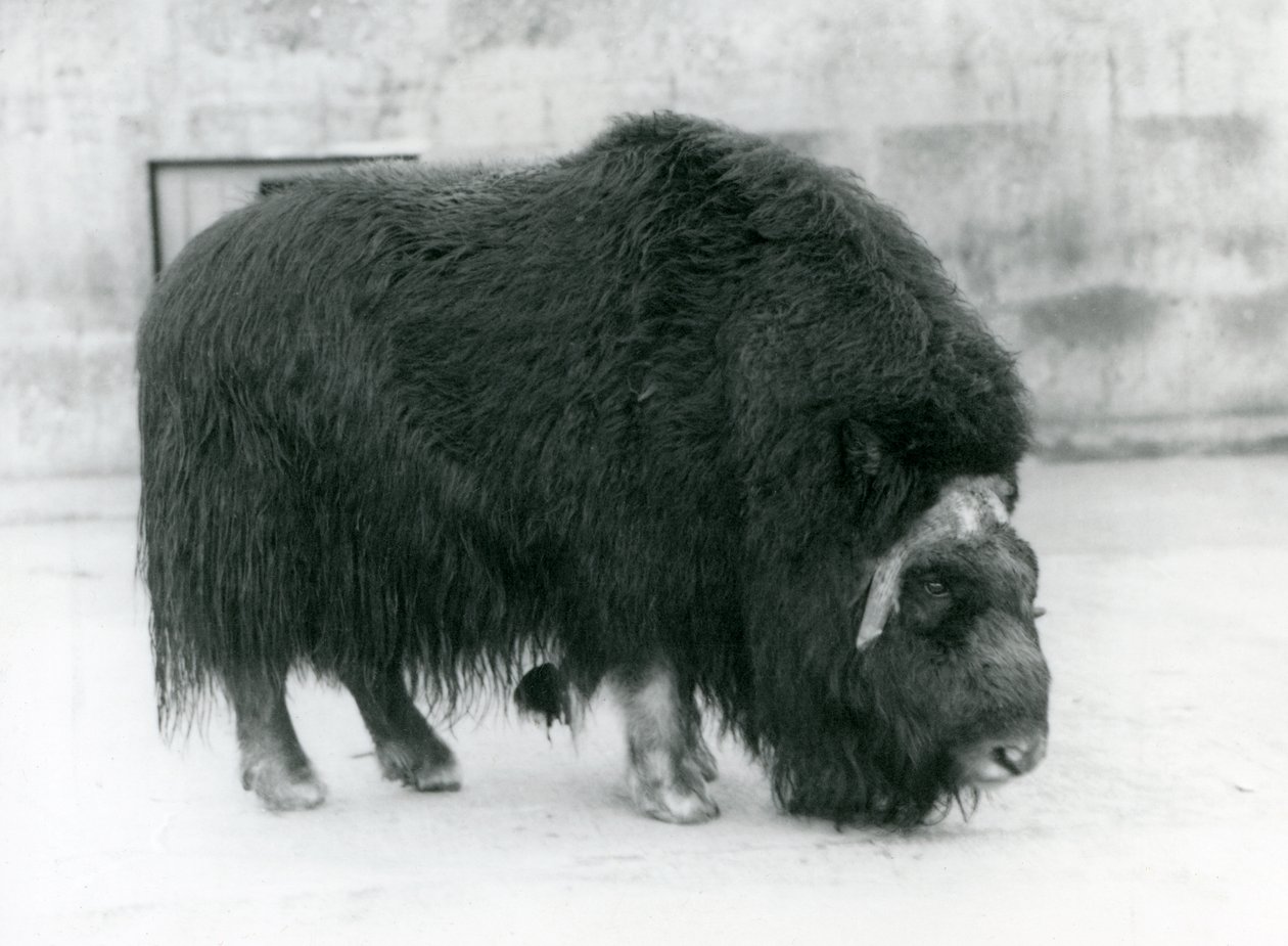 Samice pižmoňa v londýnské zoo, duben 1923 (černobílá fotografie) od Frederick William Bond