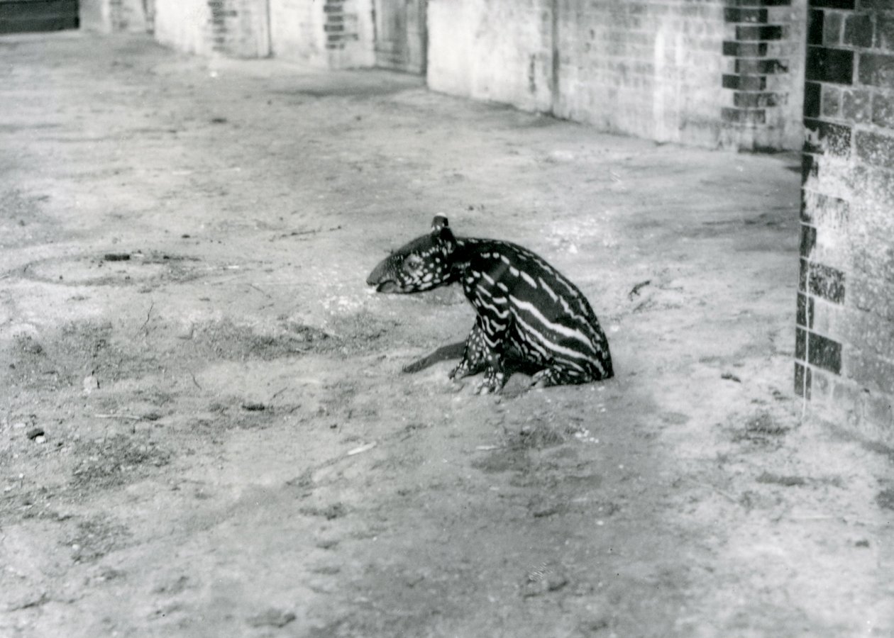 Čtyřdenní tapír malajský v londýnské zoo, červenec 1921 od Frederick William Bond