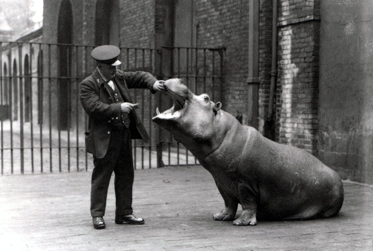 Ošetřovatel Ernie Bowman a hrošík Bobbie v londýnské zoo, 1923 od Frederick William Bond