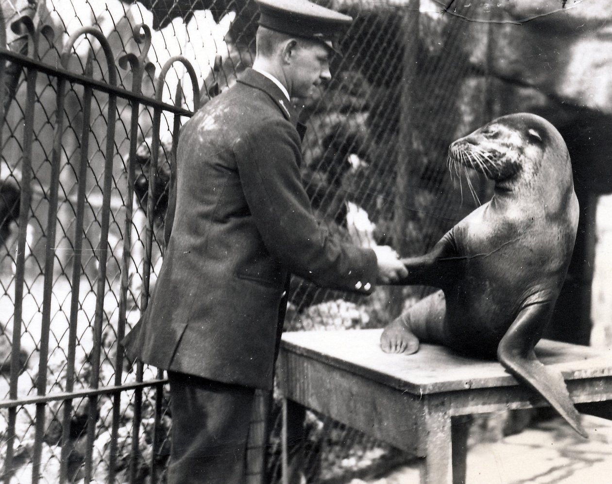 Chovatel a lachtan si v roce 1931 potřásli rukou od Frederick William Bond