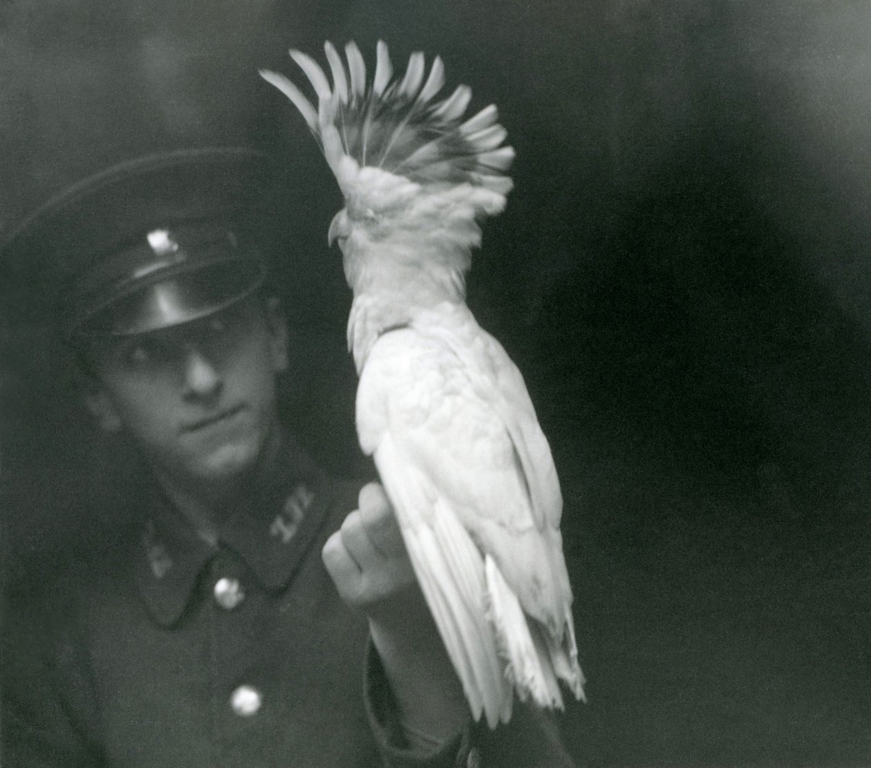 Ošetřovatel drží mládě kakadua v londýnské zoo, září 1921 od Frederick William Bond