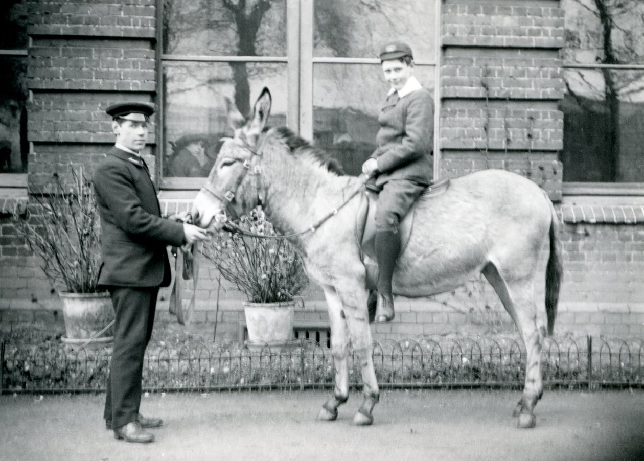 Ošetřovatel vede osla, na kterém jezdí chlapec, Londýnská zoo, červen 1913 od Frederick William Bond