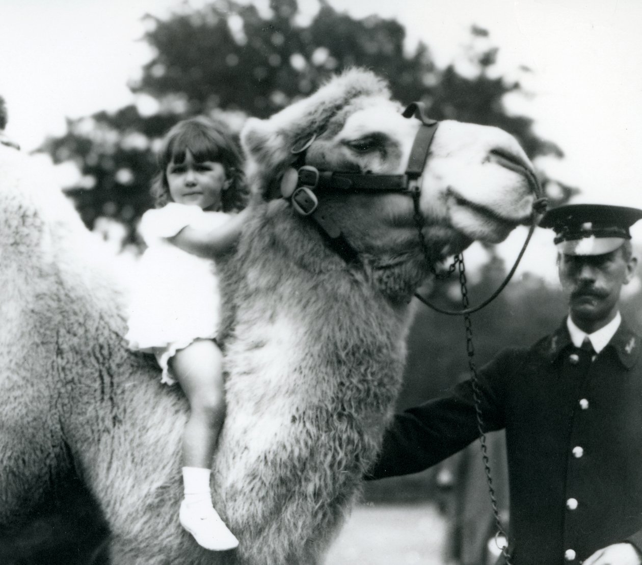 Ošetřovatel s dvouhrbým velbloudem, který jezdí na krku mladé dívce, Londýnská zoo, září 1922 (černobílá fotografie) od Frederick William Bond