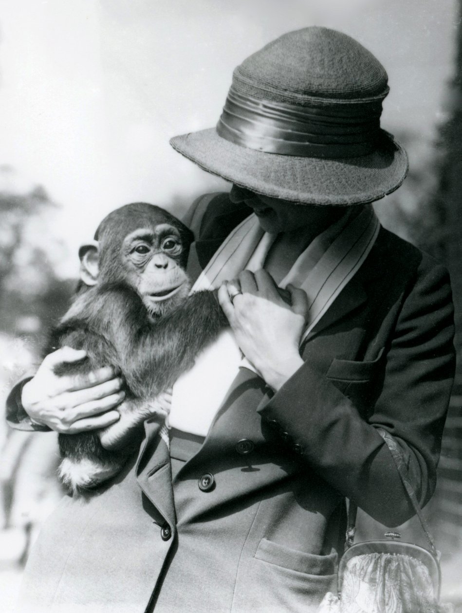 Dáma drží mladého šimpanze v londýnské zoo, červen 1922 od Frederick William Bond