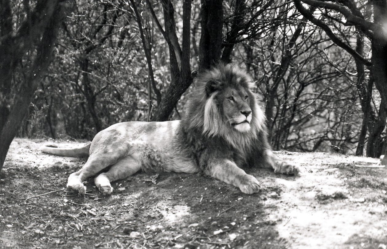 Ležící lev vyfotografován v Whipsnade Zoo, 1935 od Frederick William Bond