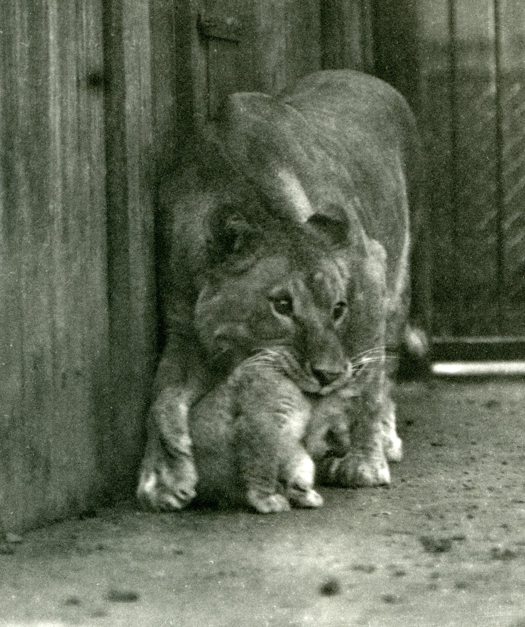 Lvice, která se chystá zvednout své mládě, které se narodilo ve zvěřinci, za pačesy, Londýnská zoo, říjen 1923 (černobílá fotografie) od Frederick William Bond