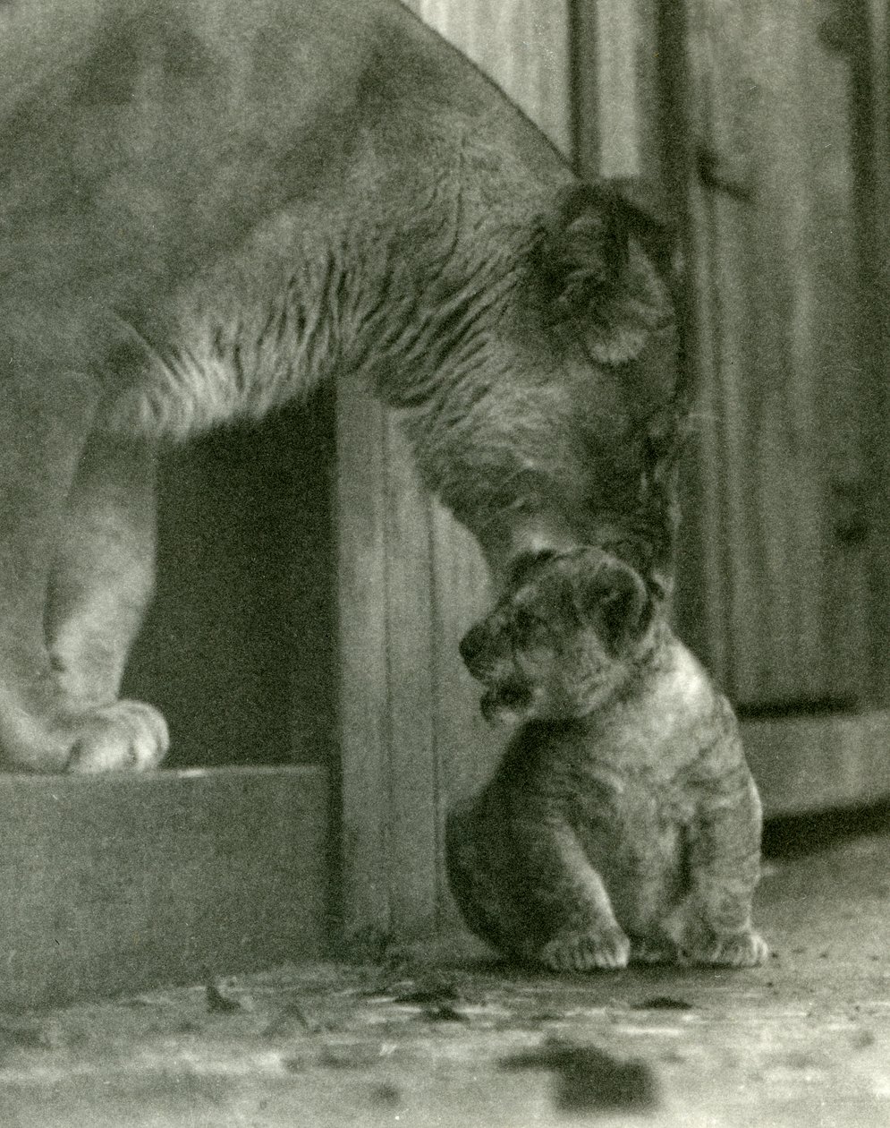 Lvice se chystá zvednout své mládě, které se narodilo ve zvěřinci, za krk, Londýnská zoo, říjen 1923 (čb fotografie) od Frederick William Bond