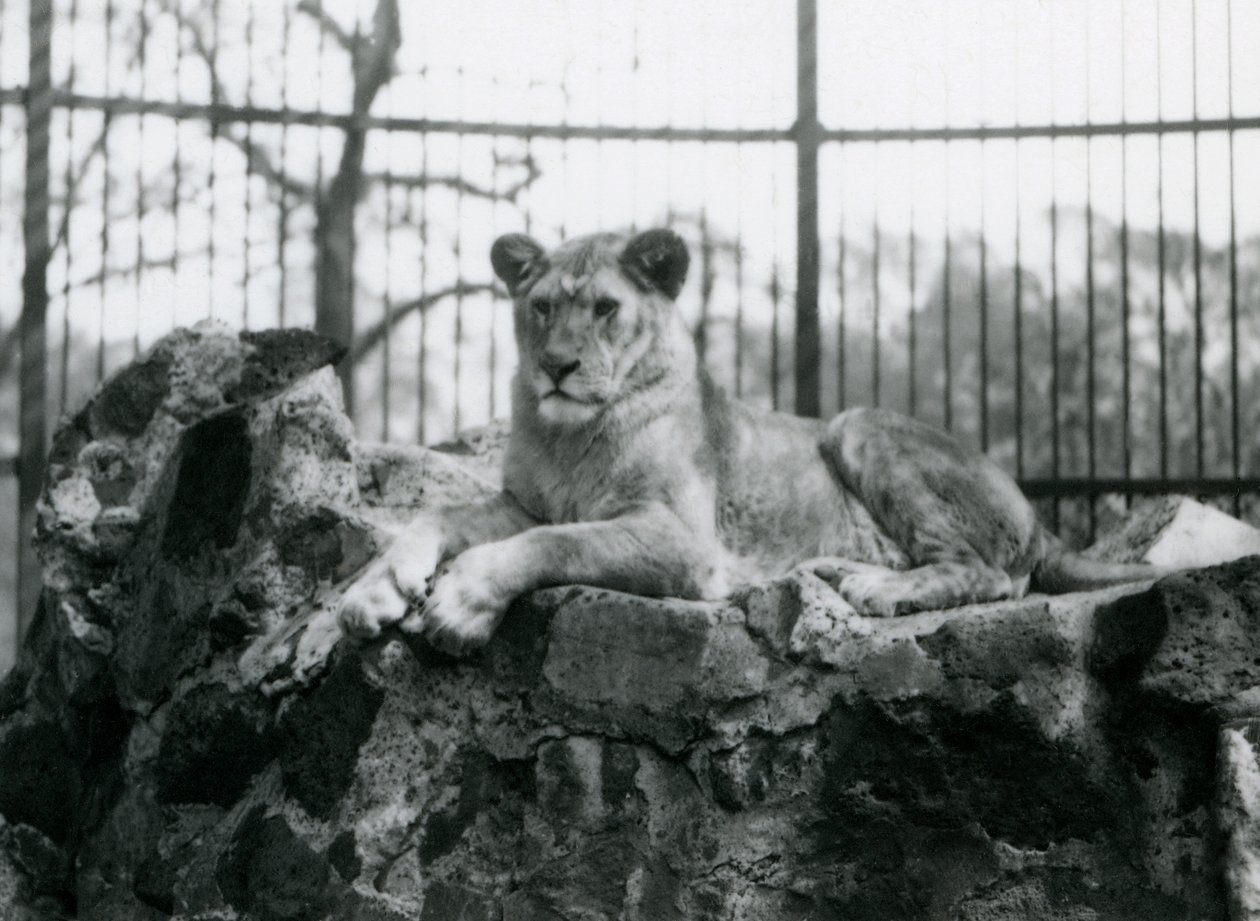 Lvice ležící na zdi ve svém výběhu v londýnské zoo v roce 1923 (černobílá fotografie) od Frederick William Bond