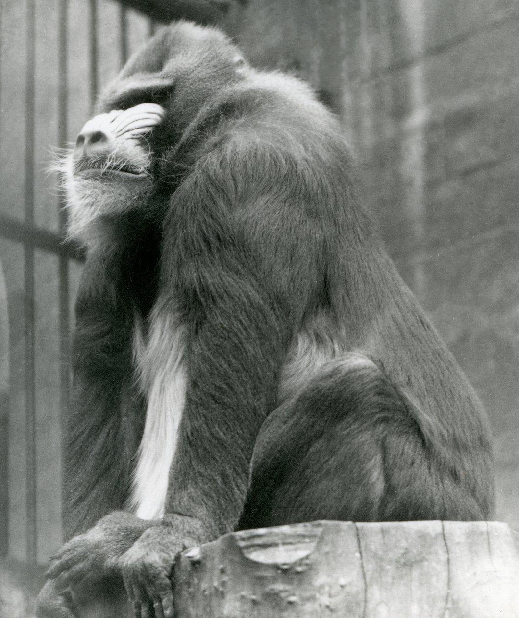 Samec mandrila George sedící na kládě ve svém výběhu, Londýnská zoo, srpen 1923 (čb fotografie) od Frederick William Bond