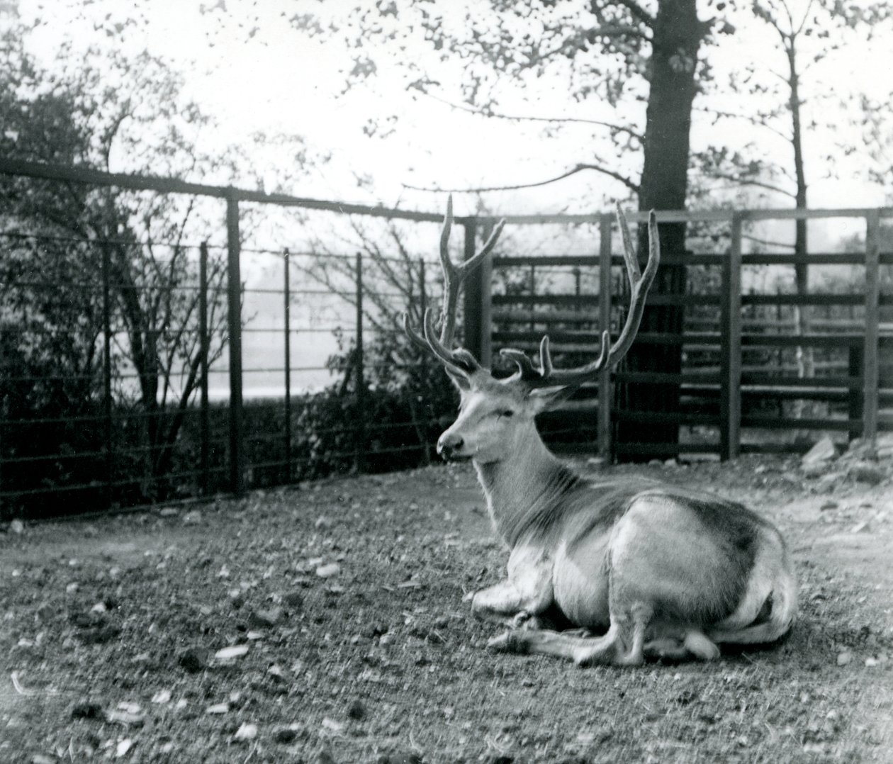 Dospělý jelen Wallichův, také známý jako Shou, Středoasijský nebo Tibetský jelen, sedící v londýnské zoo, září 1913 od Frederick William Bond