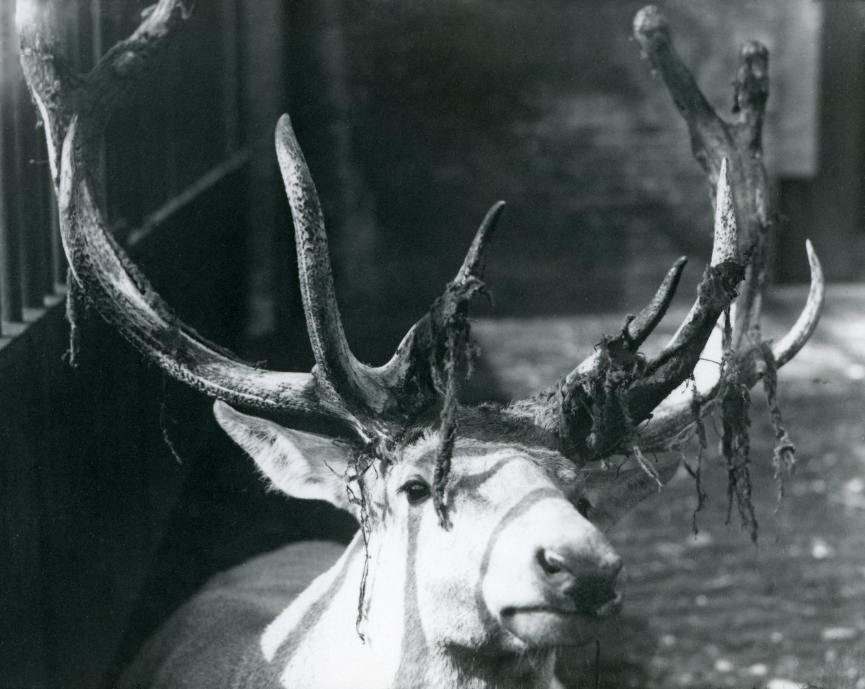 Dospělý jelen Wallichův, který shazuje samet v londýnské zoo, říjen 1922 od Frederick William Bond