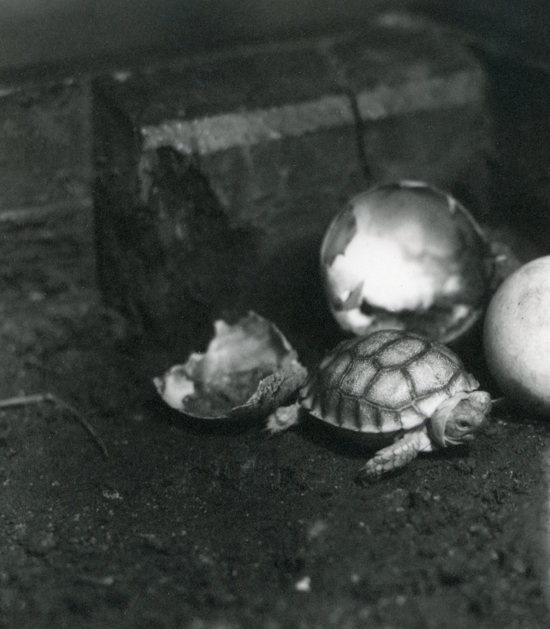 Nově vylíhnutá želva žlábkovaná neboli africká ostruha v londýnské zoo, červenec 1922 od Frederick William Bond