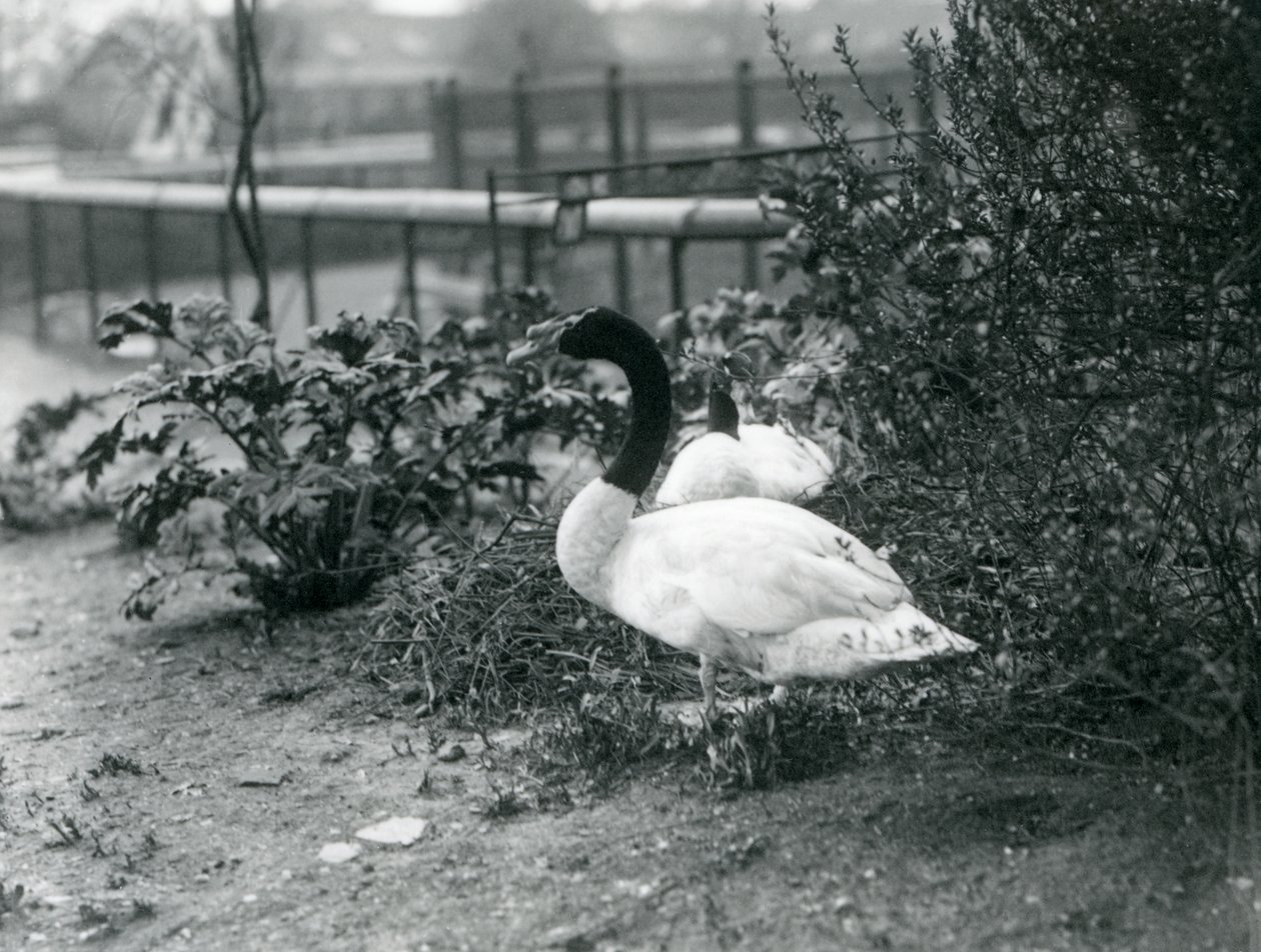 Pár labutí černokrkých hnízdících v londýnské zoo, duben 1923 (černokrká fotografie) od Frederick William Bond