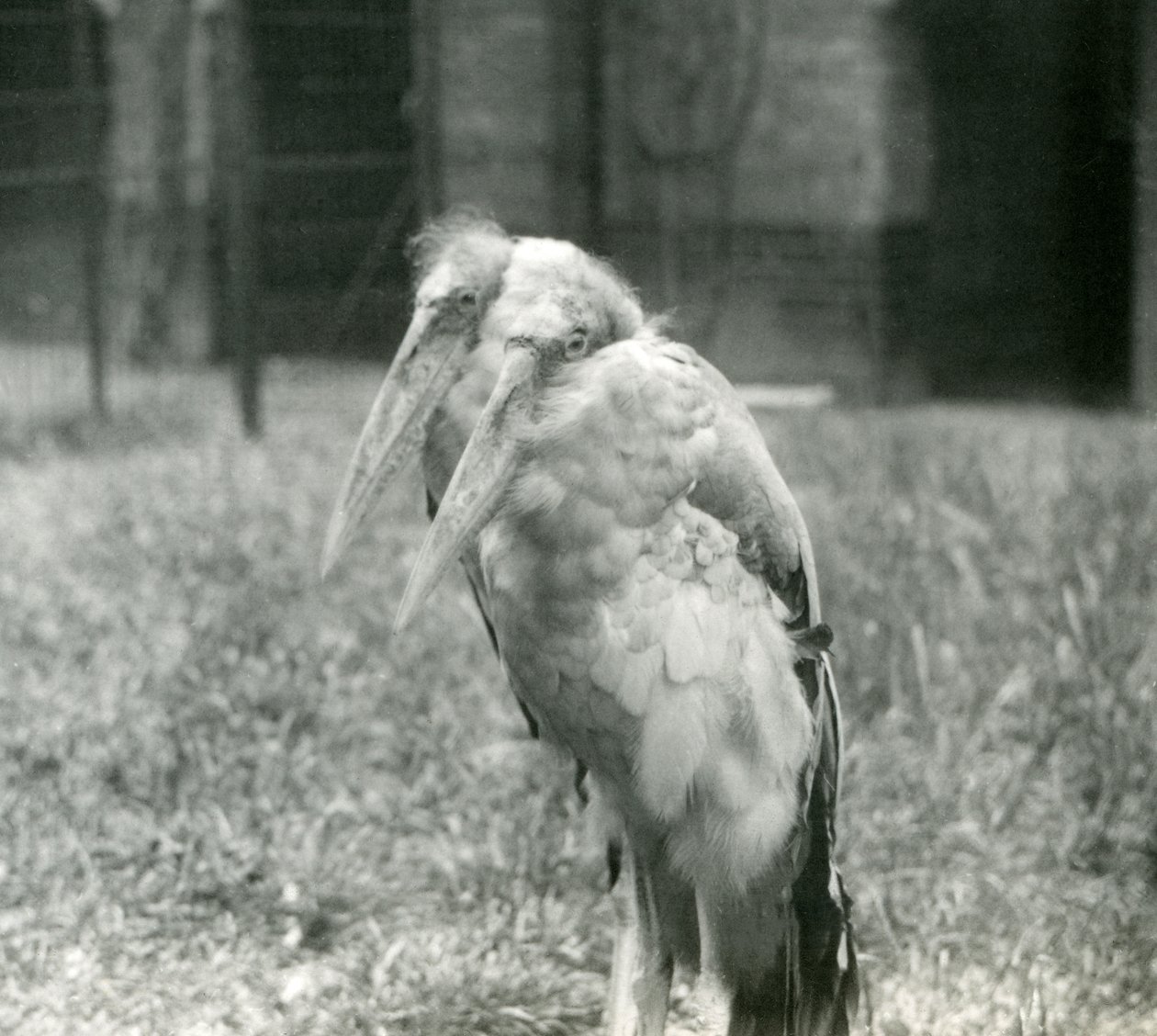 Pár čápů velkých v londýnské zoo, září 1923 (čb fotografie) od Frederick William Bond