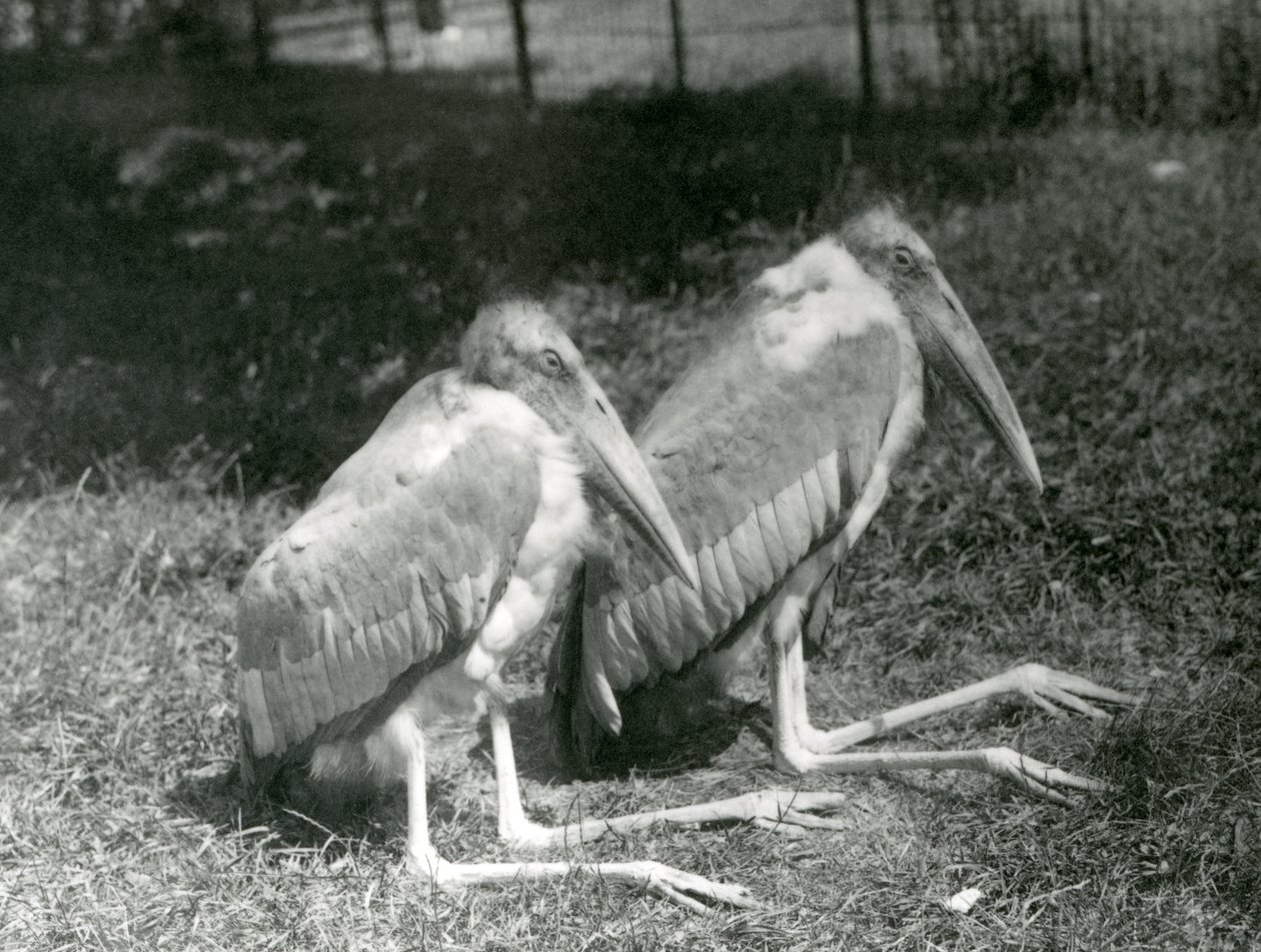 Pár čápů velkých v londýnské zoo, září 1923 (čb fotografie) od Frederick William Bond