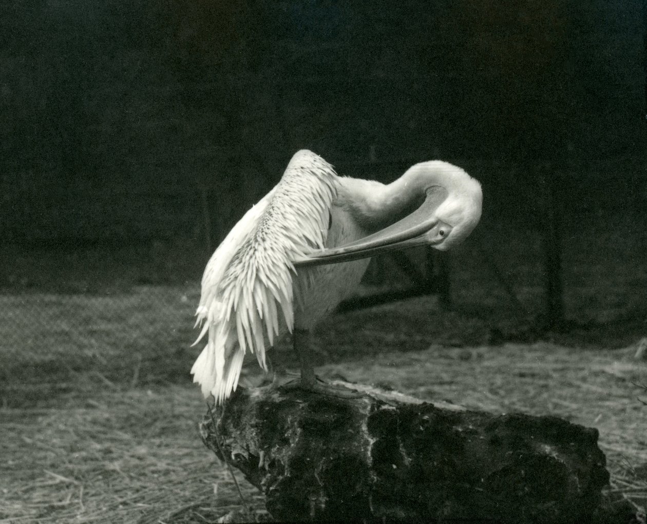 Pelikán si pere křídla v londýnské zoo, červen 1922 od Frederick William Bond