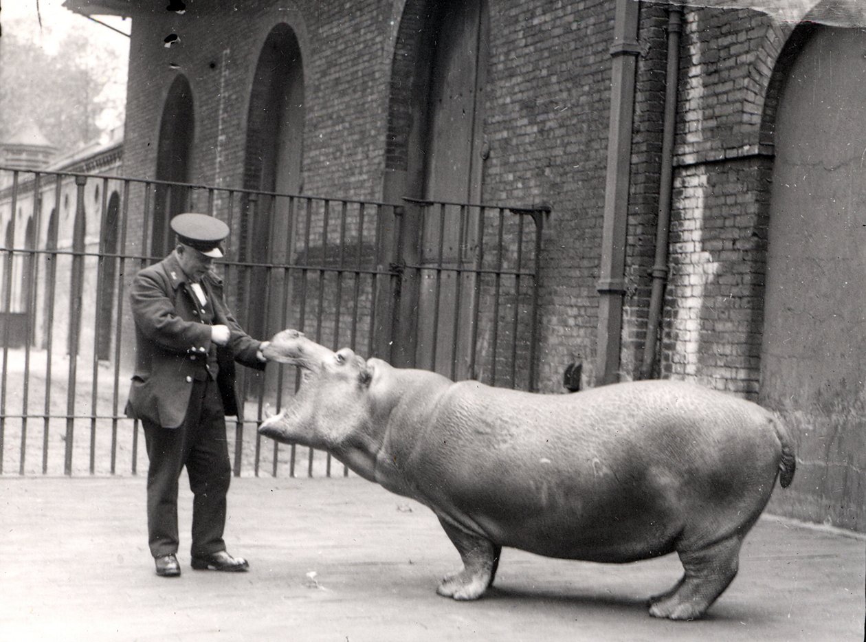 Fotografie Ernieho Bowmana a Bobbieho v londýnské zoo, 1923 od Frederick William Bond