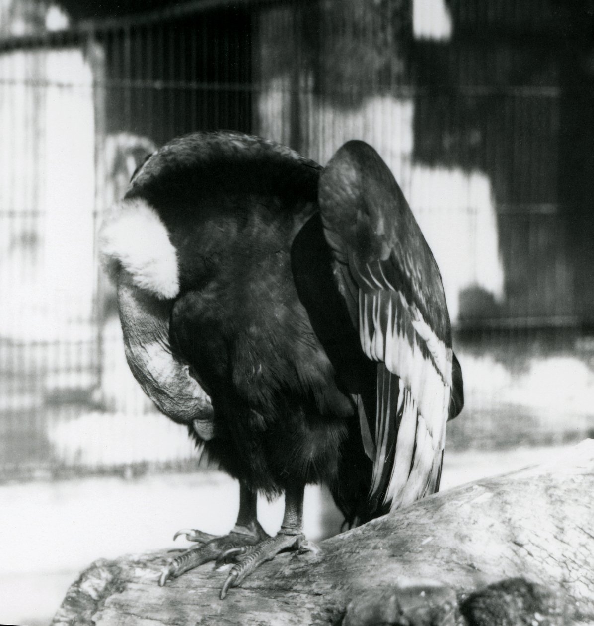 Spící kondor andský v londýnské zoo, 1923 (černobílá fotografie) od Frederick William Bond