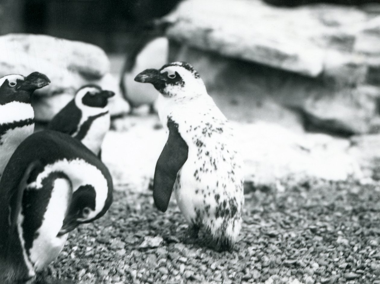 Malá skupina tučňáků černonohých, včetně jednoho s aberantními znaky, v londýnské zoo, květen 1914 od Frederick William Bond
