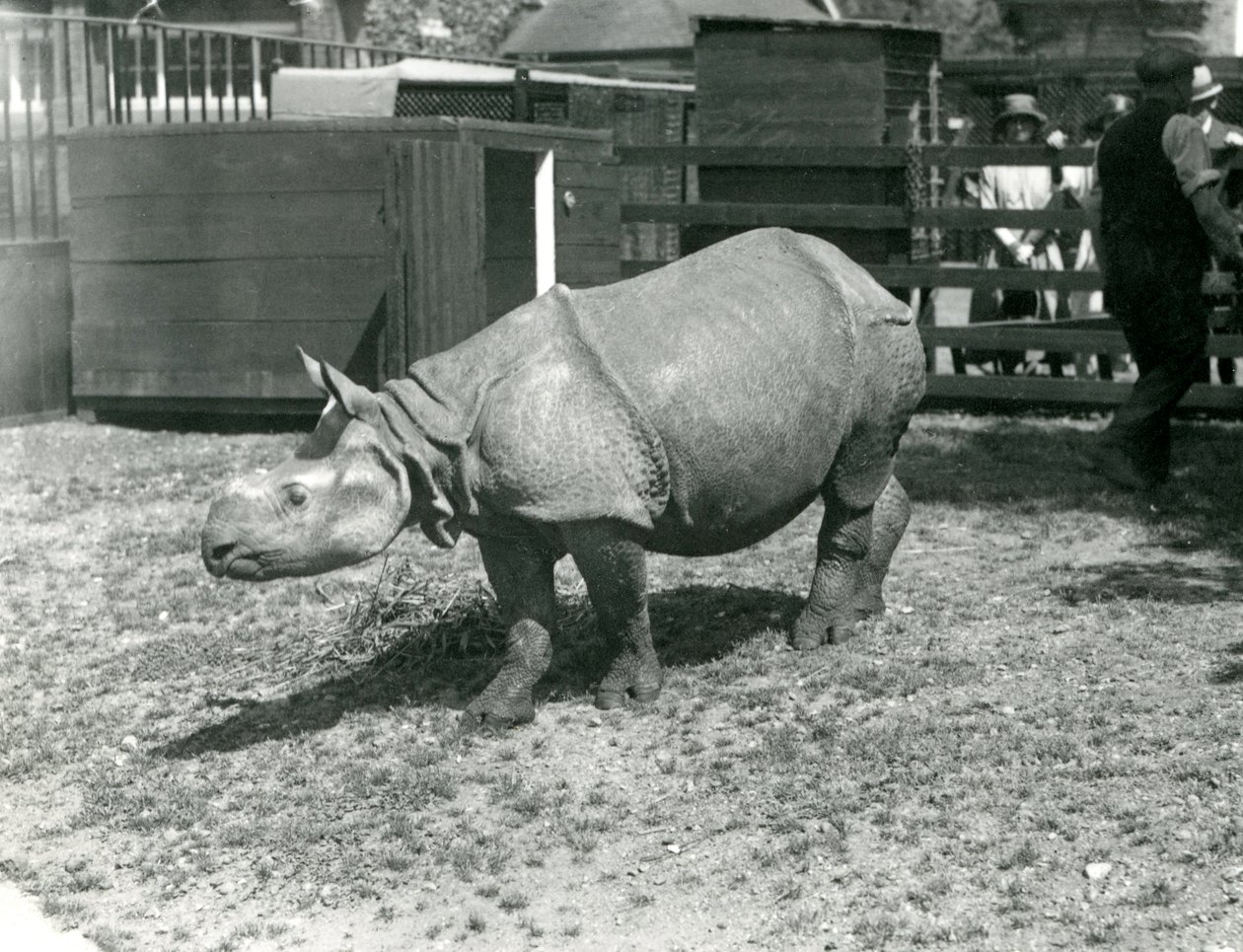 Mladý nosorožec indický v londýnské zoo, červen 1922 od Frederick William Bond