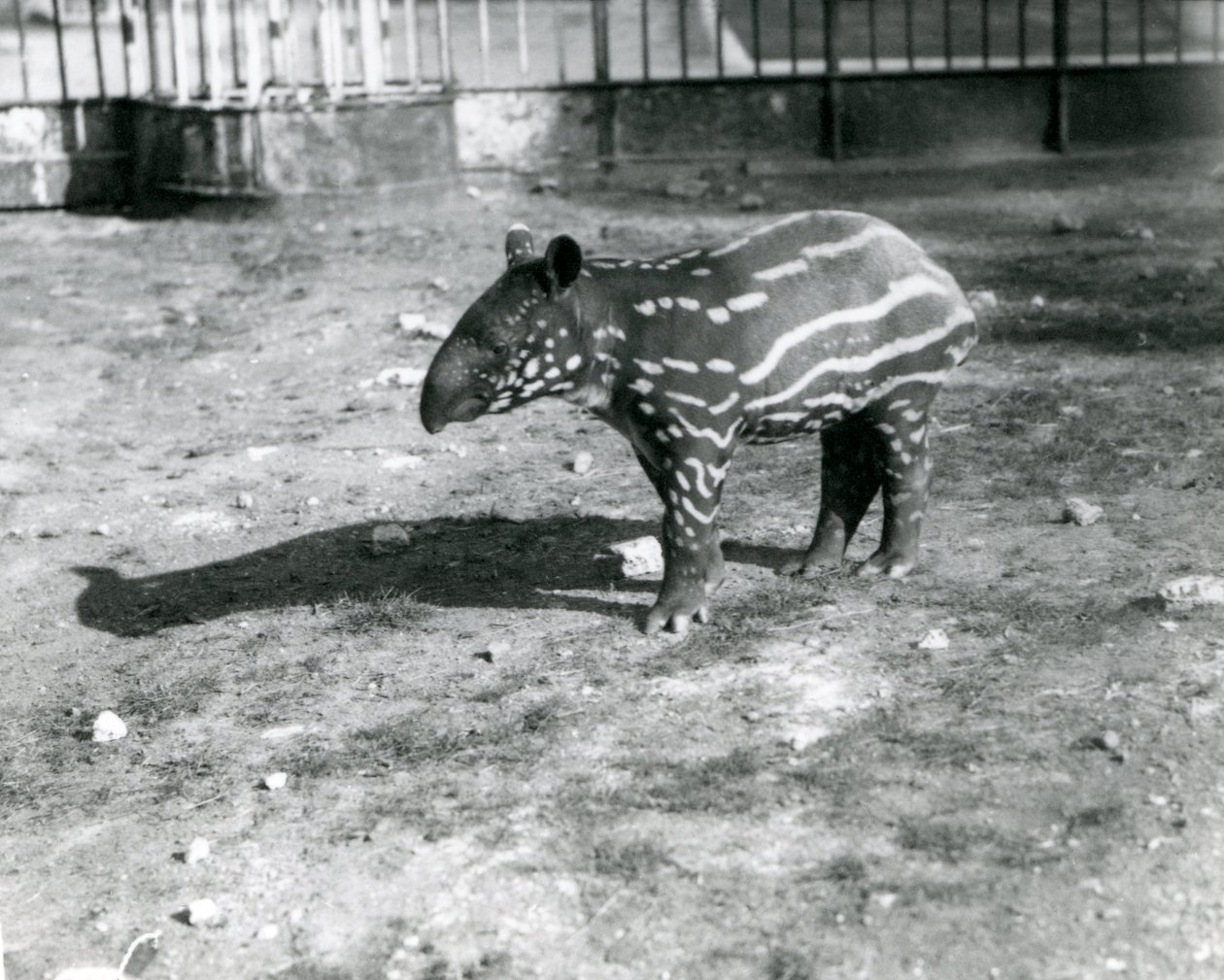 Mladý tapír malajský v londýnské zoo, 5. října 1921 od Frederick William Bond