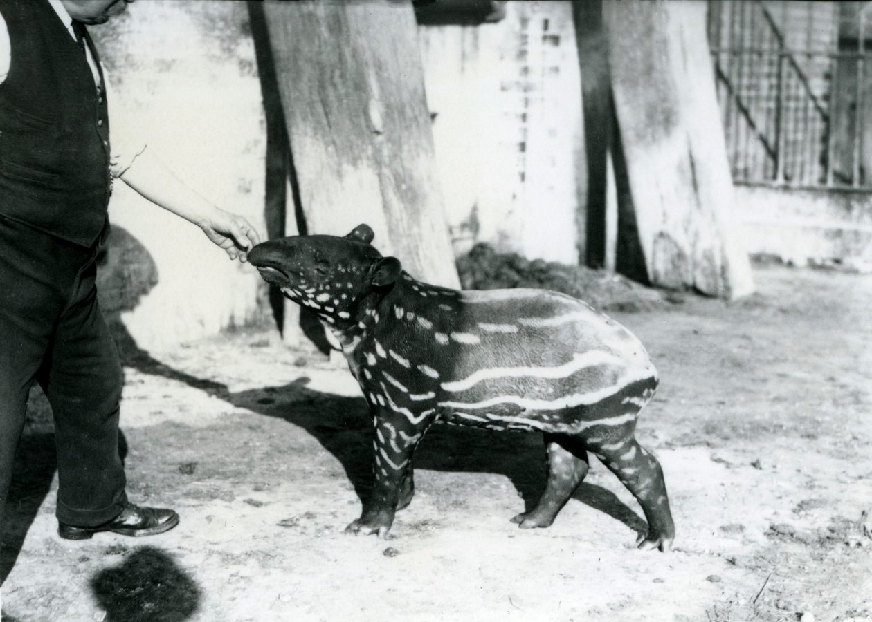 Mládě tapíra malajského s ošetřovatelem v londýnské zoo, 18. října 1921 od Frederick William Bond