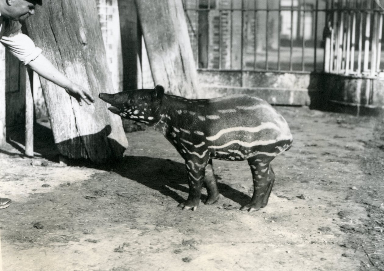Mladý tapír malajský s chovatelem v londýnské zoo, 18. října 1921 od Frederick William Bond