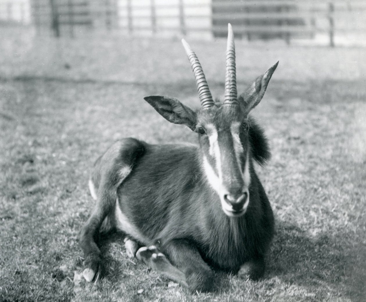 Mladá antilopa sobolí sedící v londýnské zoo, kolem roku 1912 od Frederick William Bond