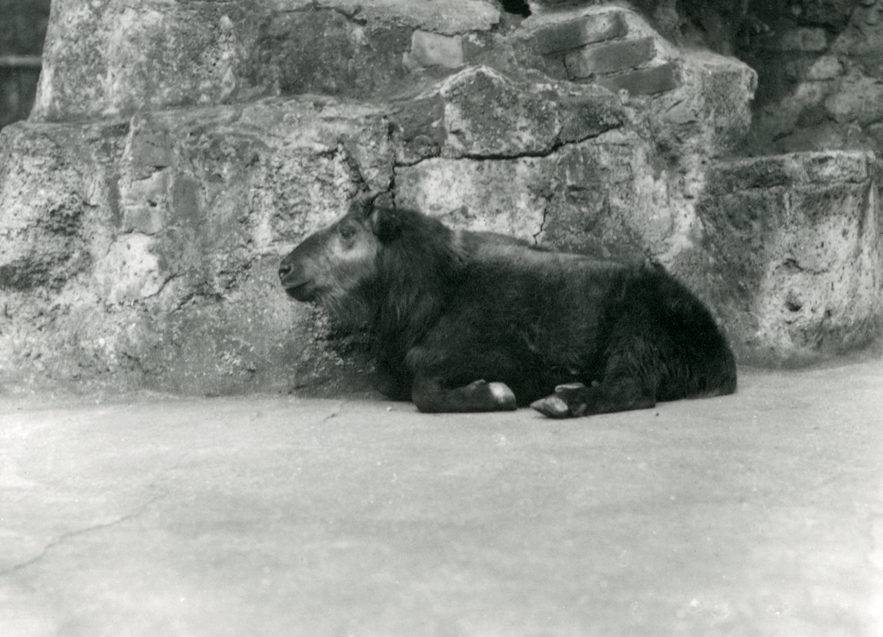Mladý Takin, také známý jako kamzík nebo koza Gnu, londýnská zoo, duben 1923 (černobílá fotografie) od Frederick William Bond