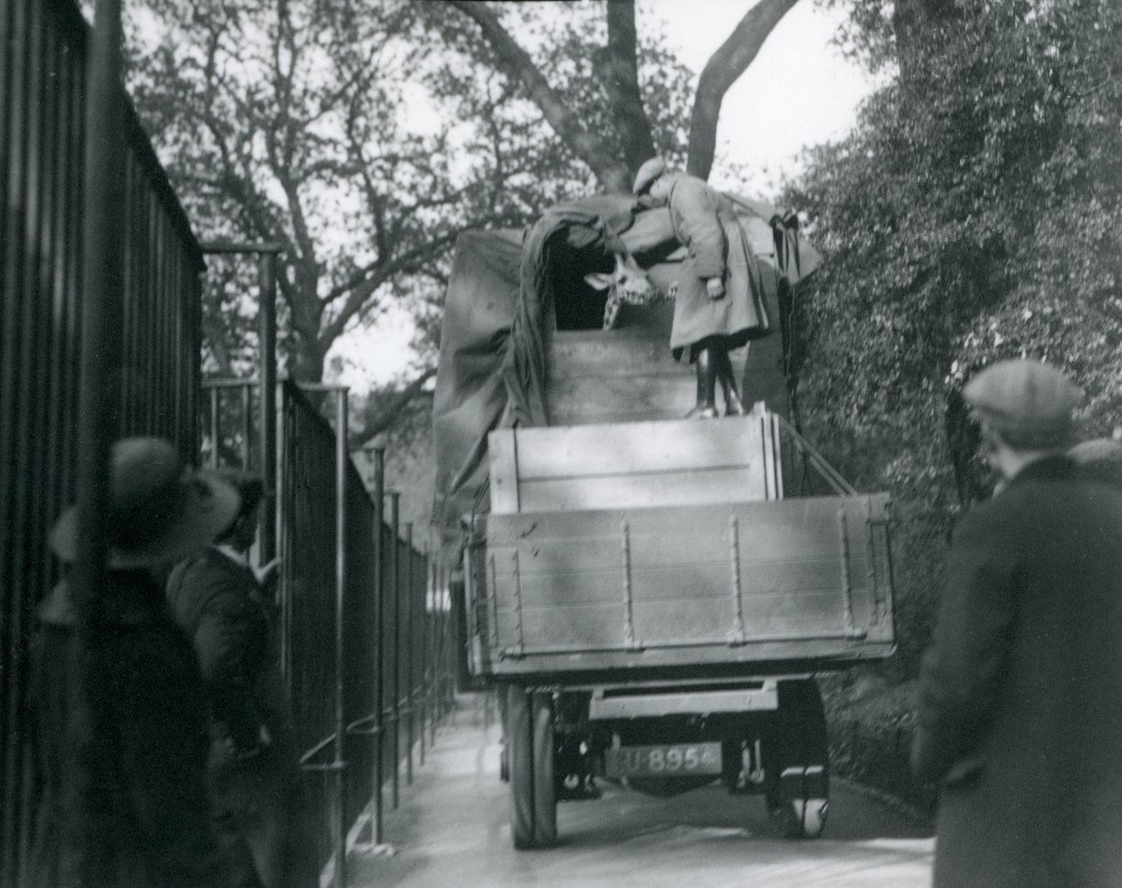 Mladá žirafa přijíždějící do londýnské zoo, květen 1923 (černobílá fotografie) od Frederick William Bond
