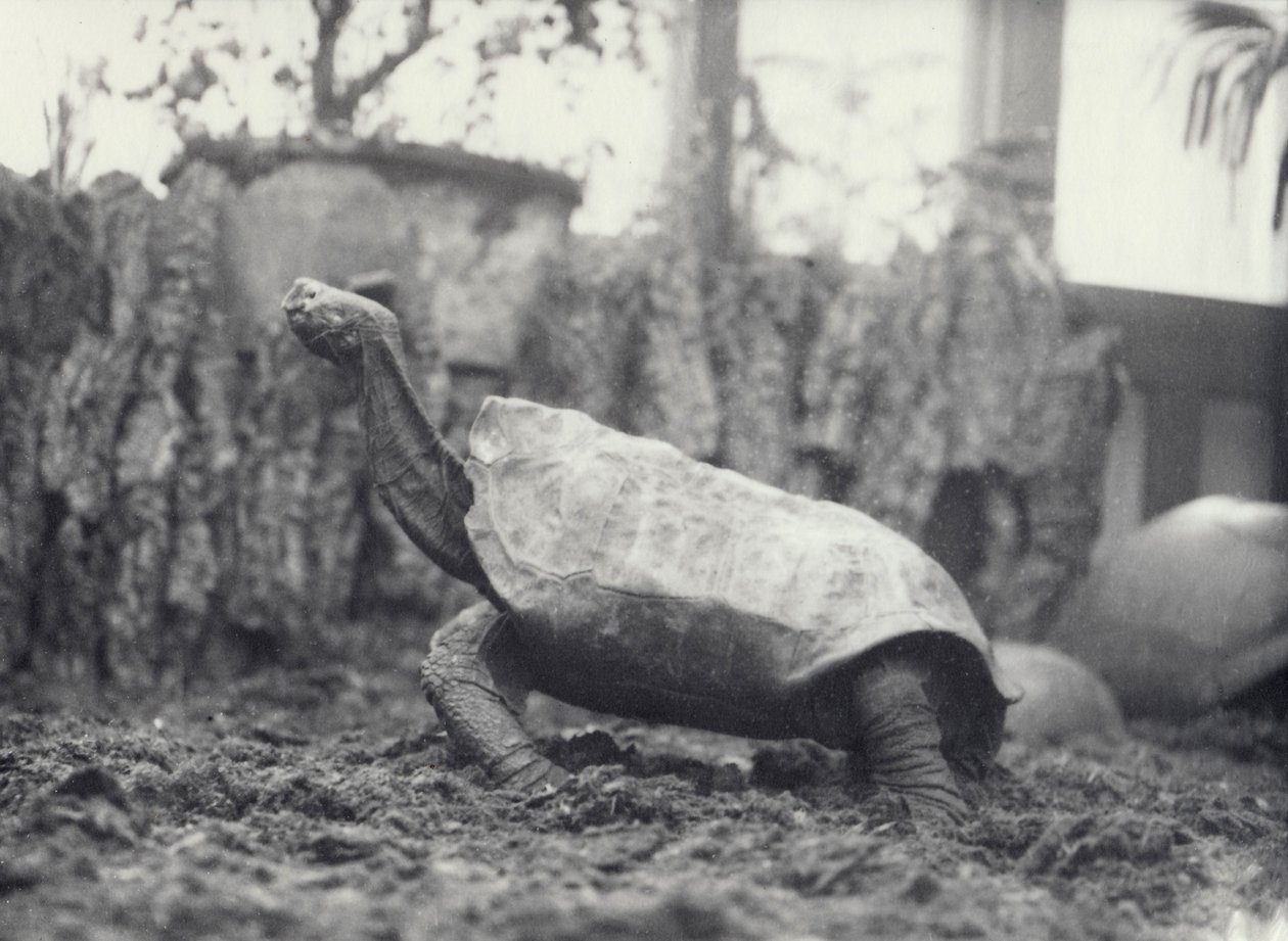 Abingdon Pinta Island Giant Tortoise v londýnské zoo, březen 1914 od Frederick William Bond