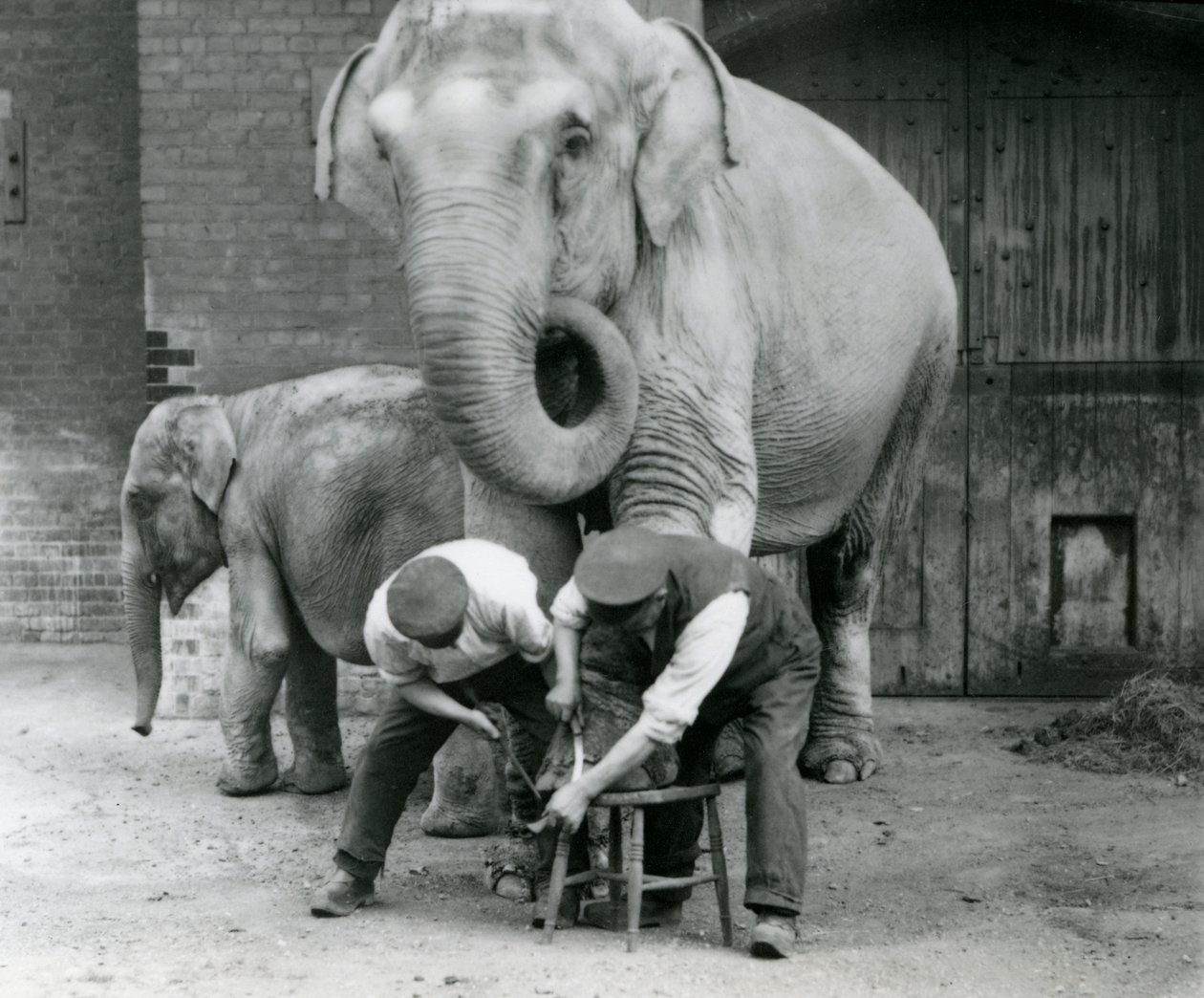 Dospělá samice slona indického, Assam Lukhi s chovatelem Charlesem Eylesem, na úpravě nohou v londýnské zoo, září 1923 (černobílá fotografie) od Frederick William Bond