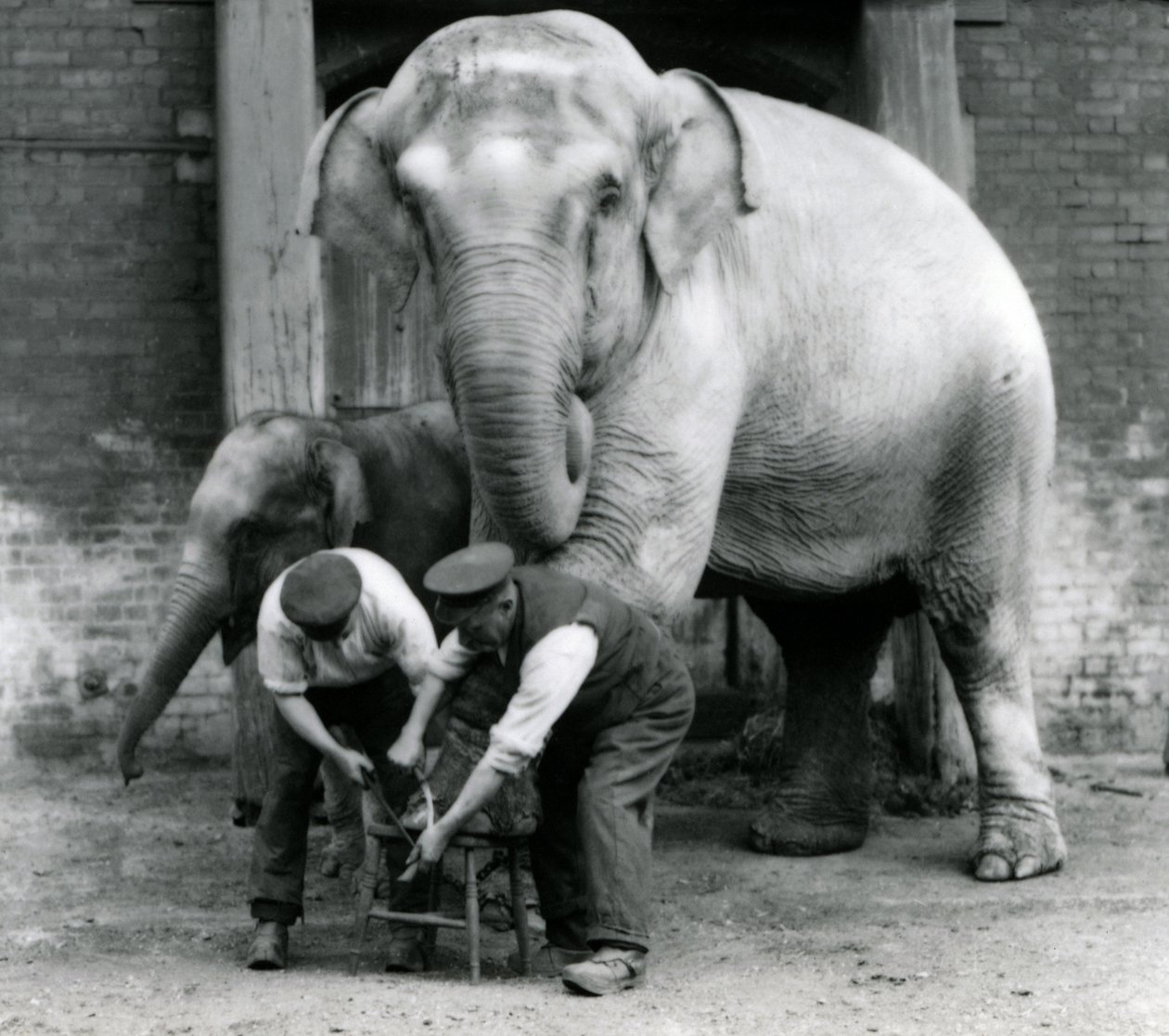 Dospělá samice slona indického Assam Lukhi s ošetřovatelem Charlesem Eylesem při úpravě nohou v londýnské zoo, září 1923 (čb fotografie) od Frederick William Bond