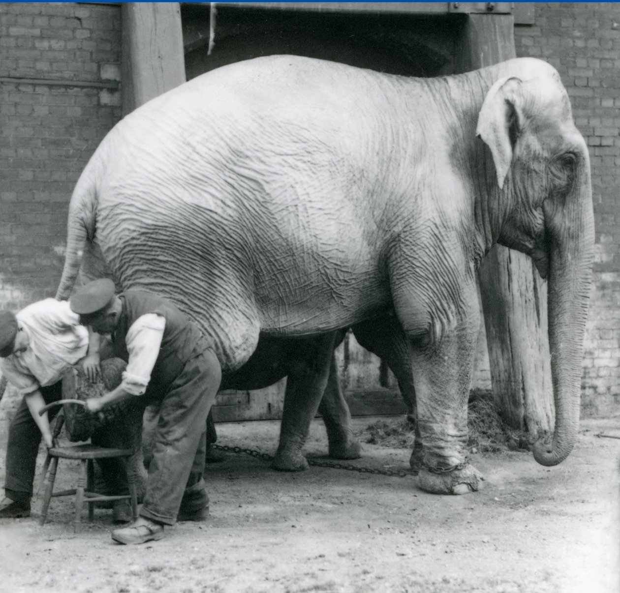 Dospělá samice slona indického, Assam Lukhi s chovatelem Charlesem Eylesem, na úpravě nohou v londýnské zoo, září 1923 (černobílá fotografie) od Frederick William Bond