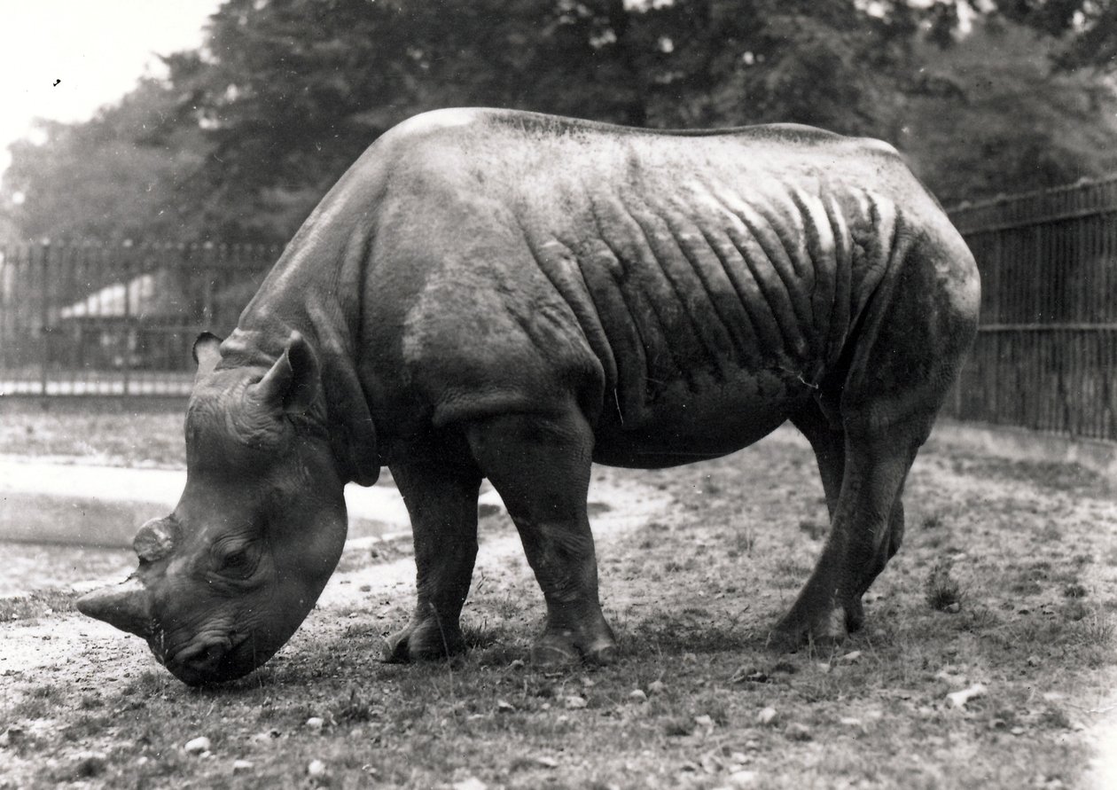 Africký nosorožec od Frederick William Bond