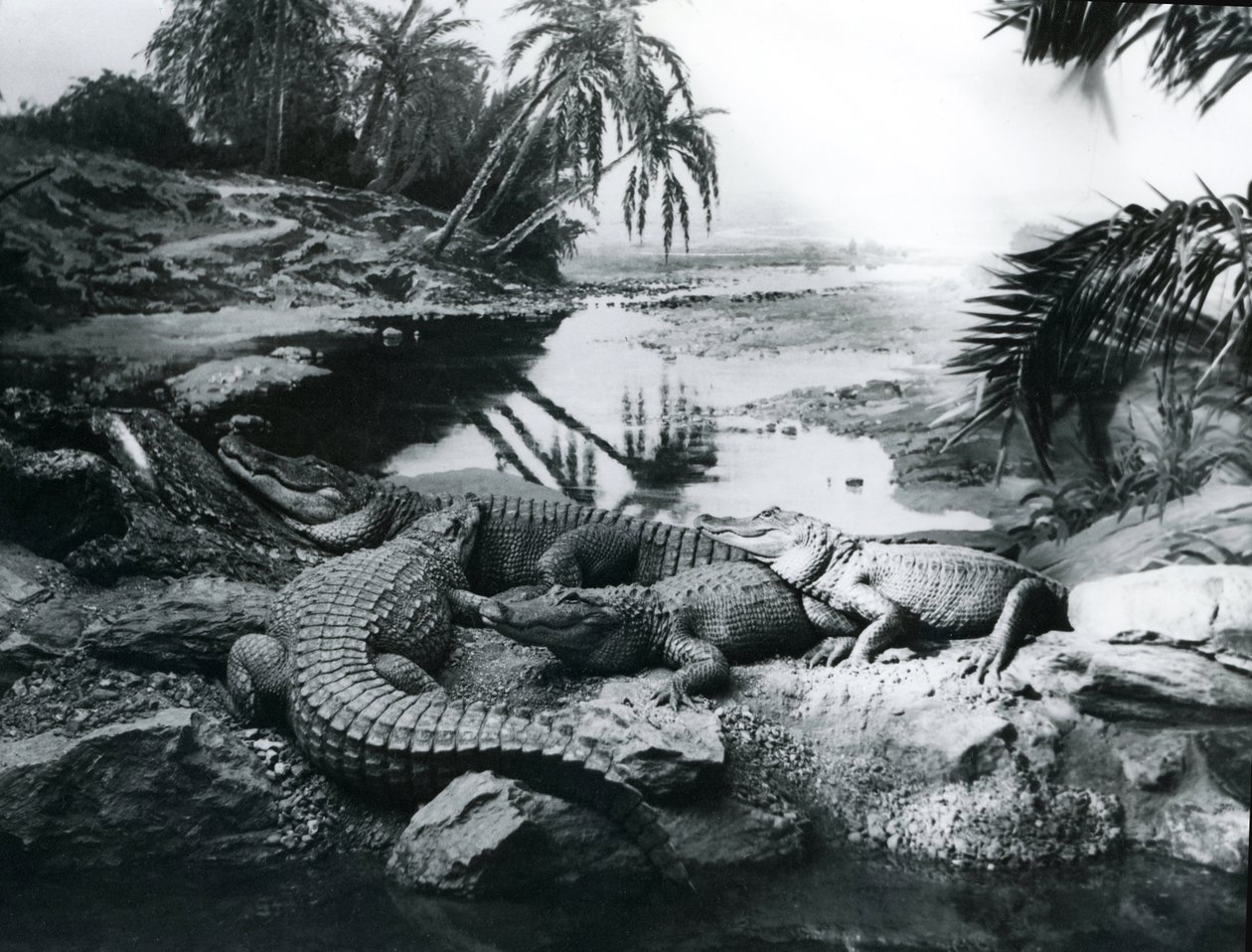 Aligátoři, v panoramatickém prostředí, v londýnské zoo, 1928 od Frederick William Bond