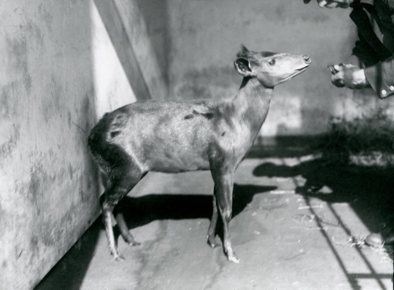 Hřivnáč Abbottův v londýnské zoo, duben 1922 od Frederick William Bond