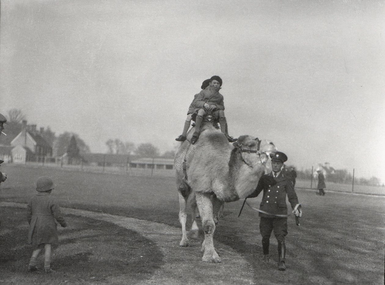 Arabský velbloud na projížďce s dvojicí dětí v ZSL Whipsnade, březen 1932 od Frederick William Bond