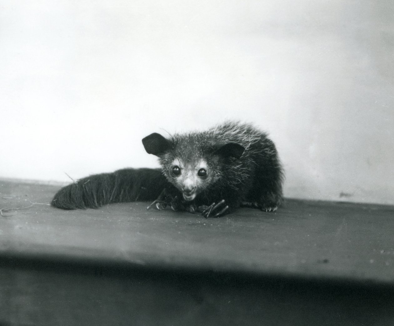 An Aye-aye v londýnské zoo, říjen 1913 od Frederick William Bond