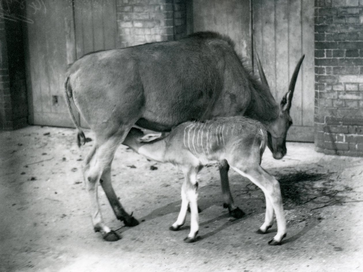 Antilopa losí krmící svá mláďata v londýnské zoo, 1920 od Frederick William Bond