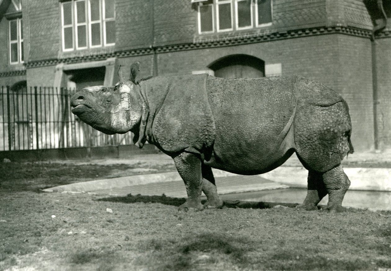 Nosorožec indický v londýnské zoo, říjen 1922 od Frederick William Bond