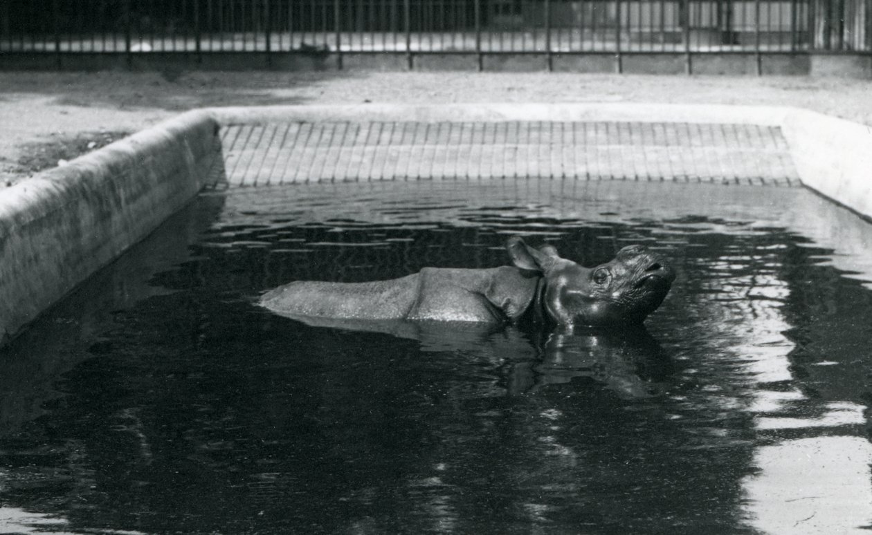 Nosorožec indický v bazénu v londýnské zoo, červenec 1914 od Frederick William Bond