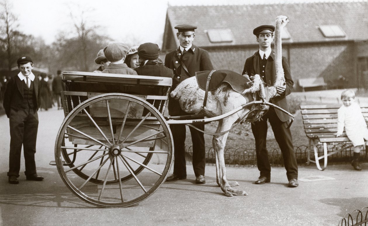 Jízda na pštrosím vozíku s dětmi a chovateli Georgem Blore a Williamem Dexterem v londýnské zoo, kolem roku 1913 od Frederick William Bond