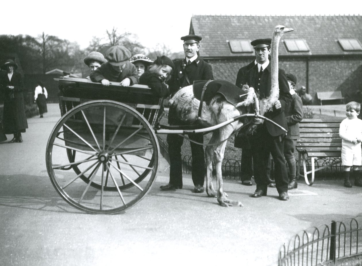 Jízda na pštrosím vozíku s dětmi a chovateli Georgem Blore a Williamem Dexterem v londýnské zoo, kolem roku 1913 od Frederick William Bond