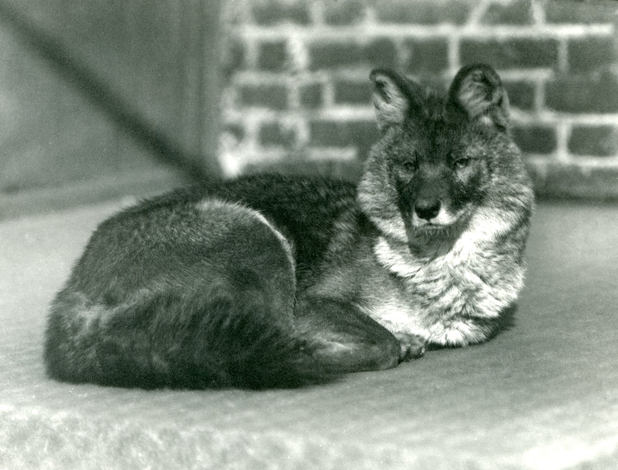 Ohrožený dhole neboli asijský divoký pes odpočívá v londýnské zoo, 1923 (černobílá fotografie) od Frederick William Bond