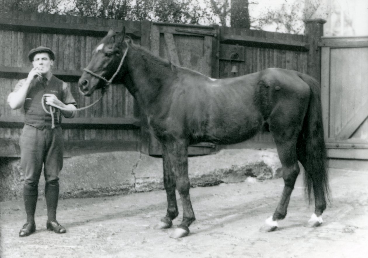 Arabský hřebec Dwarka s Pony Moore, řidič dodávky koně, London Zoo, 1921 (černobílá fotografie) od Frederick William Bond