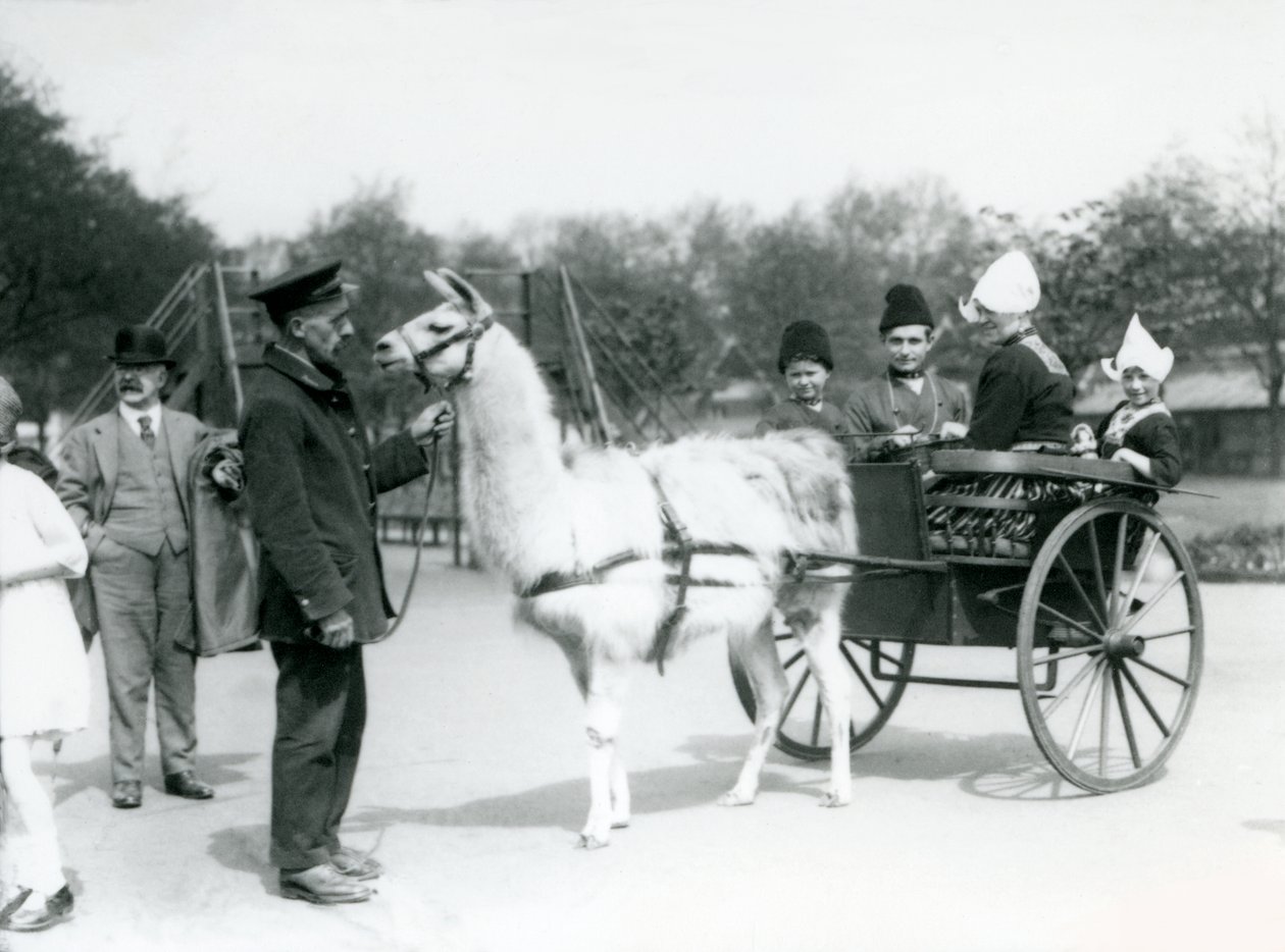 Arménští návštěvníci jedoucí na voze s lamami v londýnské zoo, květen 1923 (černobílá fotografie) od Frederick William Bond