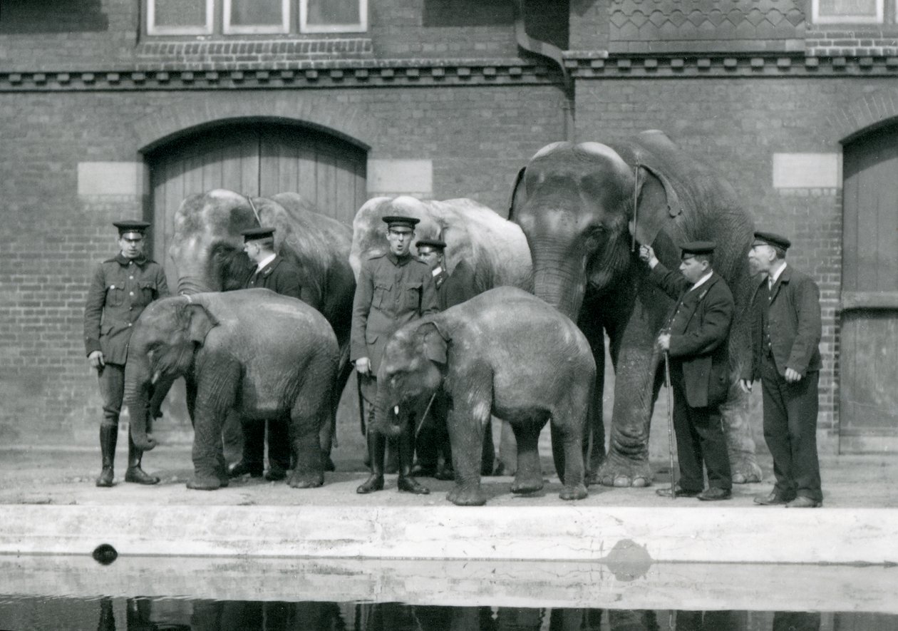 Asijští sloni se svými chovateli, včetně Charlese Eylese, v londýnské zoo, duben 1914 od Frederick William Bond